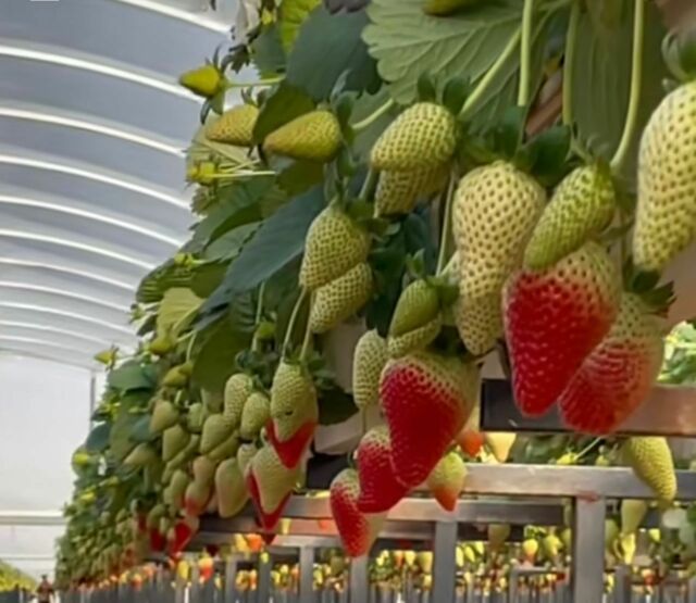 Erdbeeren 2022