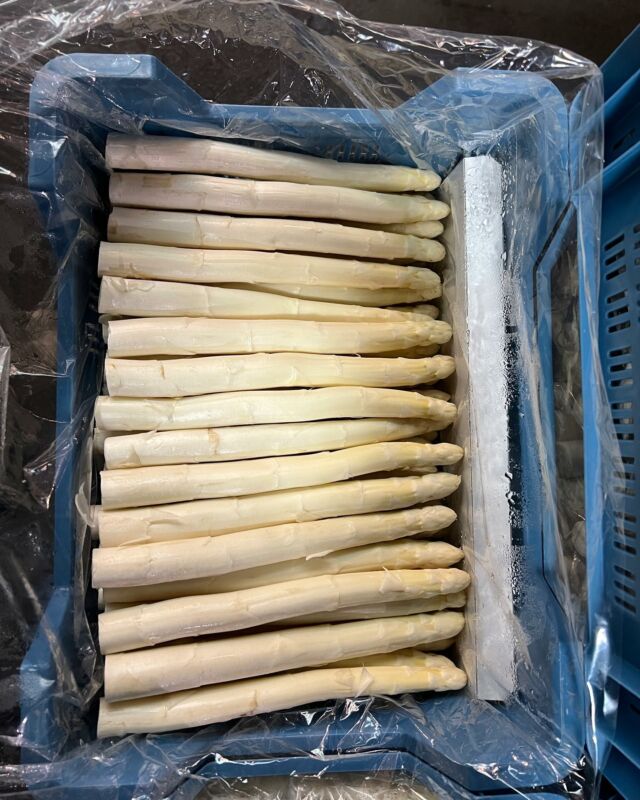 Spargel